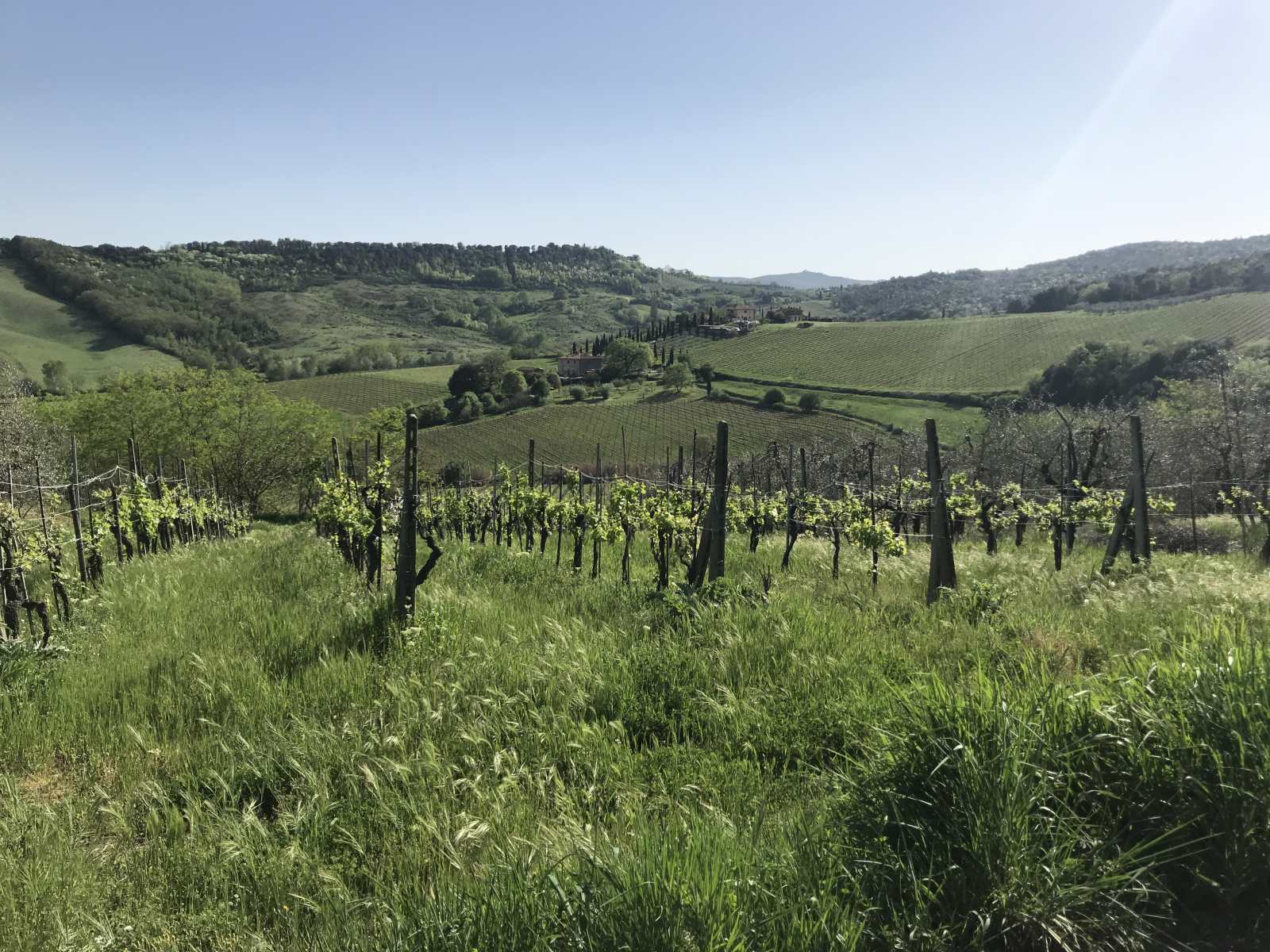 Brunello di Montalcino Wine Tour: How to Visit