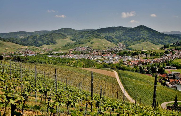 Vineyards above Kappelrodeck in Baden, Black Forest