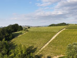 Barolo vineyards in the Langhe hills, Piedmont