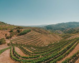 Terraced vineyards in the Douro Valley, Portugal