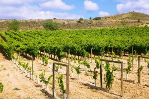 Vineyards in La Rioja, Spain