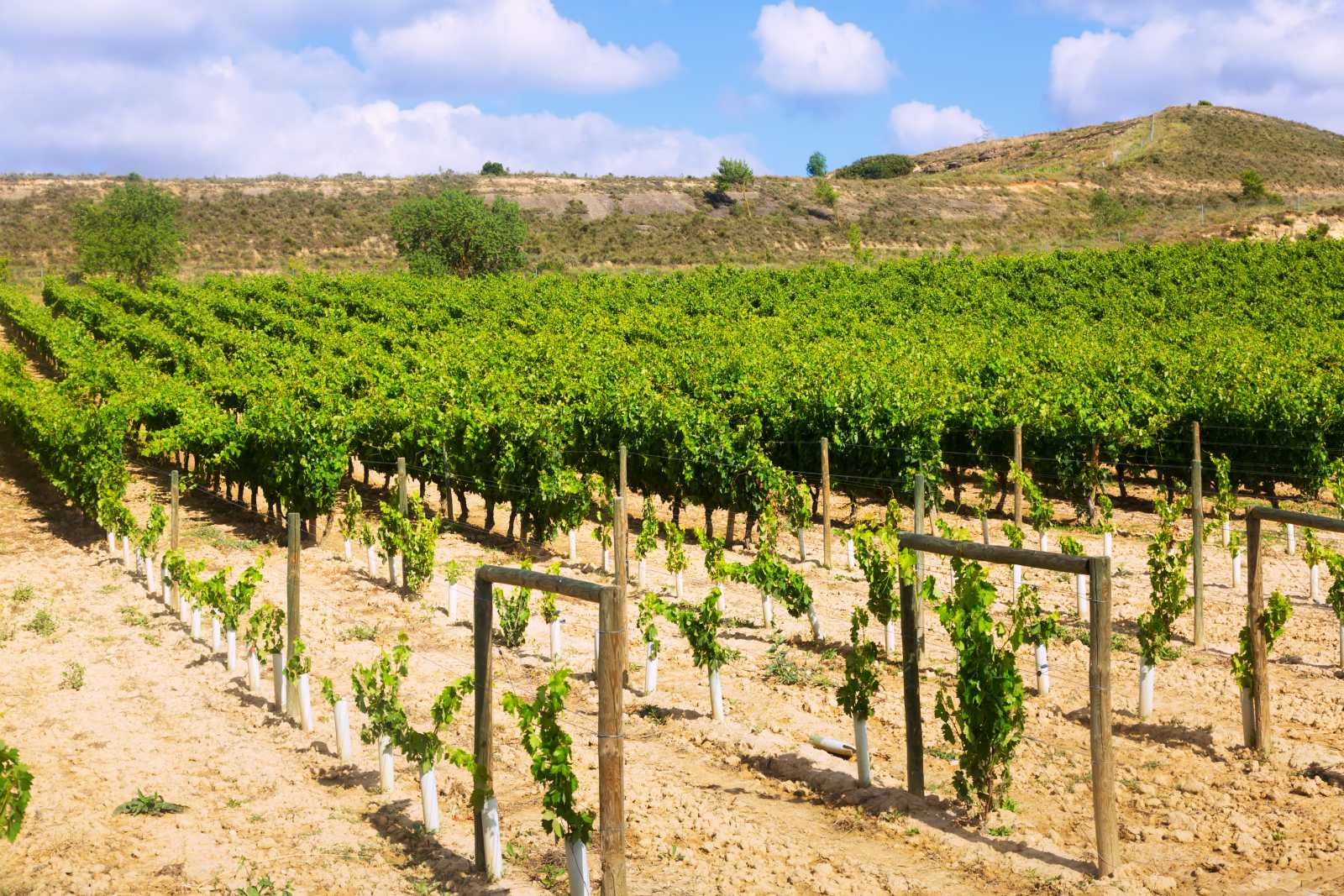 Vineyards in La Rioja, Spain