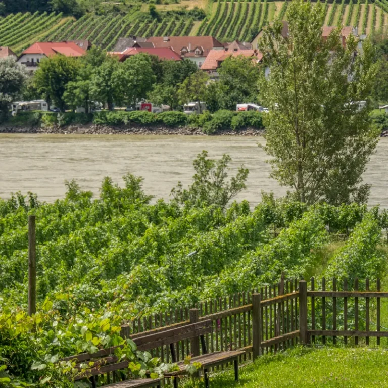 Wachau vineyards beside the Danube River in Austria