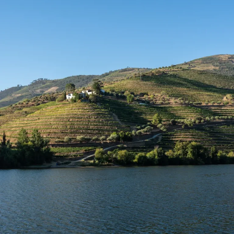 Terraced vineyards along the Douro River near Pinhão