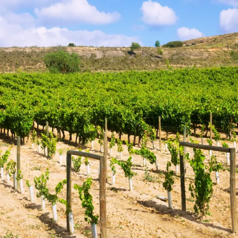 Green vineyard rows under blue sky in La Rioja