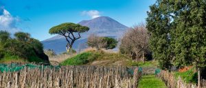 Vineyards on the slopes of Mount Etna, Sicily
