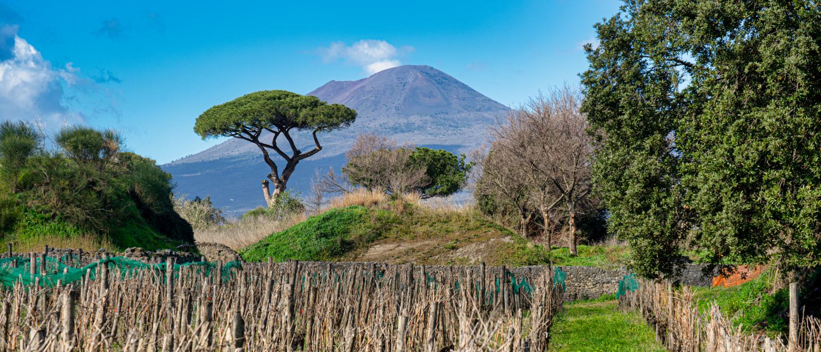 Vineyards on the slopes of Mount Etna, Sicily
