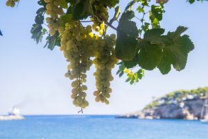 Sunlit grapes against the Adriatic sea