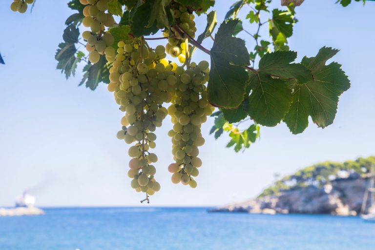 Sunlit grapes against the Adriatic sea