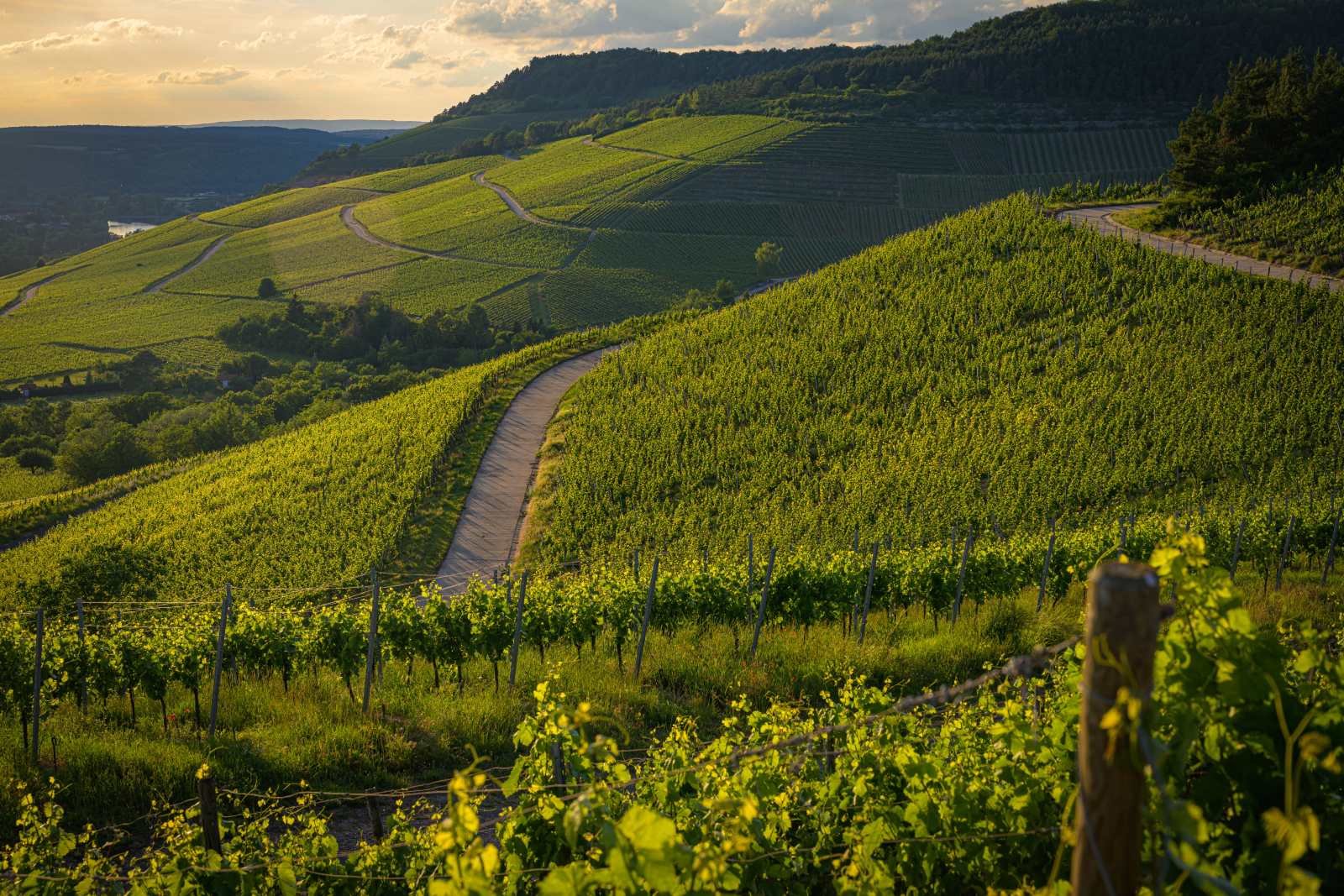 Vineyard on green hills at sunset, Andalusia