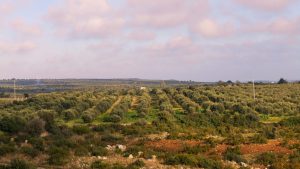 Olive groves in Puglia at sunset