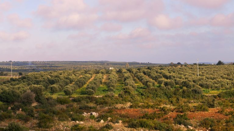 Olive groves in Puglia at sunset