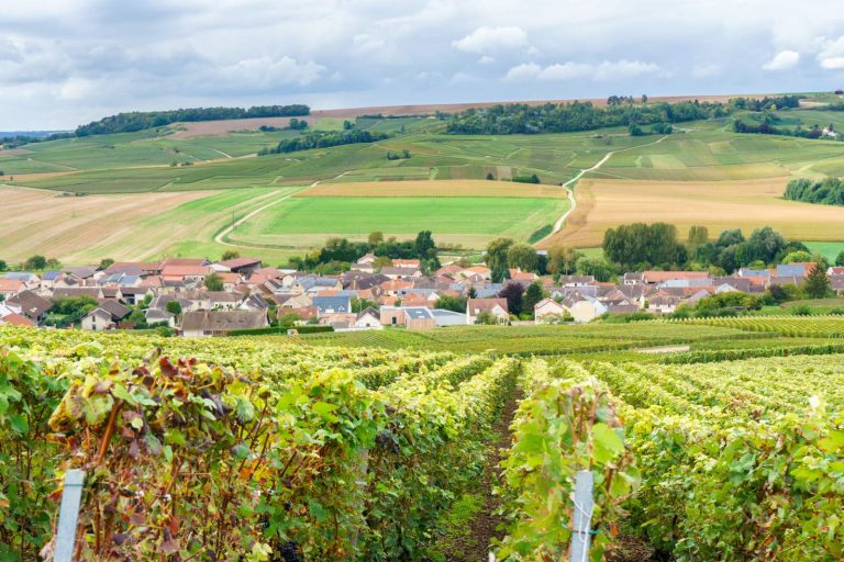 Champagne vineyards near Reims
