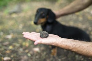A found truffle held in hand with a trained truffle dog behind, Italy