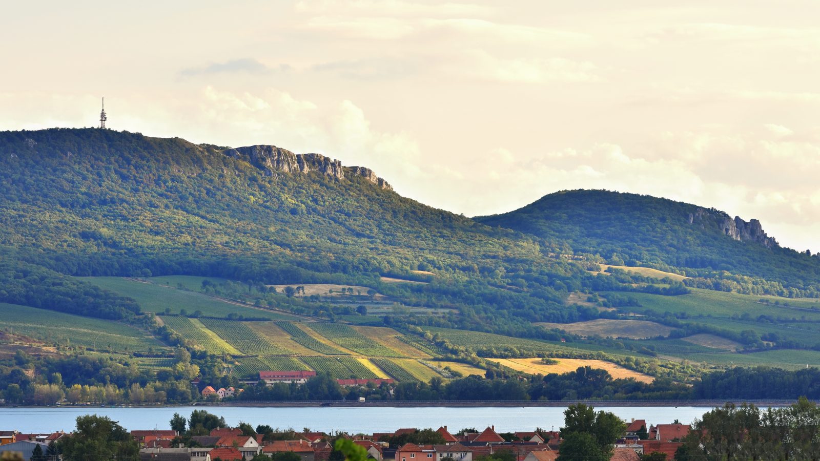 Vineyards at sunset during the autumn harvest